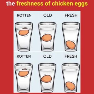 There is no more precise way: the most accurate way to check the freshness of chicken eggs… There is no more precise way: the most accurate way to check the freshness of chicken eggs…