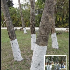 If You Spot A Tree Painted White, Here’s What It Means If You Spot A Tree Painted White, Here’s What It Means