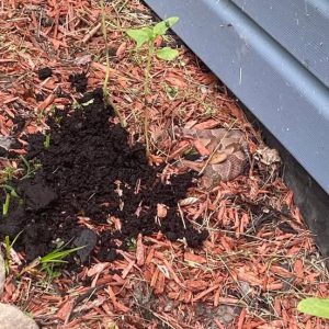 8 Easy Ways To Keep Snakes Away From Your Yard 8 Easy Ways To Keep Snakes Away From Your Yard