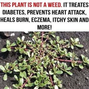 Many Confuse This Plant with a Weed, But It’s Actually Full of Surprising Health Benefits Many Confuse This Plant with a Weed, But It’s Actually Full of Surprising Health Benefits