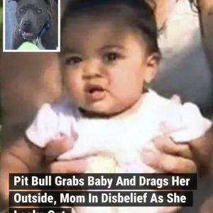 Pit bull found dragging the baby across the floor by her diaper – seconds later everyone is hailing her a hero Pit bull found dragging the baby across the floor by her diaper – seconds later everyone is hailing her a hero