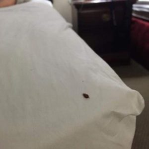 Steps to take when discovering a tick… Steps to take when discovering a tick…