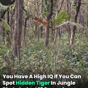 Can You Spot Hidden Tiger In Jungle Photo Can You Spot Hidden Tiger In Jungle Photo