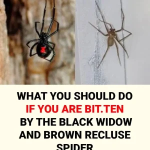 What to do if you get bit.ten by a black widow spider: A complete guide