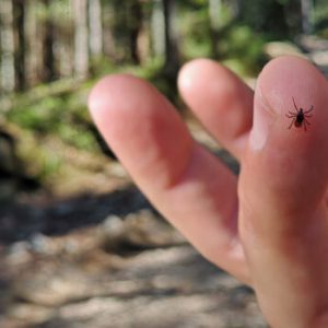 How to Handle Ticks in Your Home How to Handle Ticks in Your Home