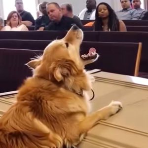 The Dog Wouldn’t Stop Barking at the Coffin — What We Found Inside Changed Everything