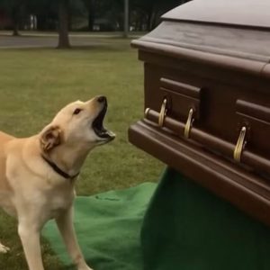 Dog Barks at Coffin during Funeral, Suspicious Son Opens It and Discovers It Empty… Dog Barks at Coffin during Funeral, Suspicious Son Opens It and Discovers It Empty…