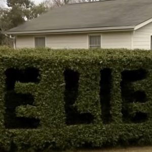 He Lies” Was Carved Into My Hedge—What I Discovered Next Shattered Me