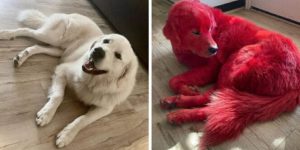 Woman dyes her Great Pyreneese dog bright red so he won’t get stolen