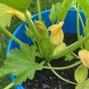 7 foods that thrive in cheap 5-gallon buckets 7 foods that thrive in cheap 5-gallon buckets