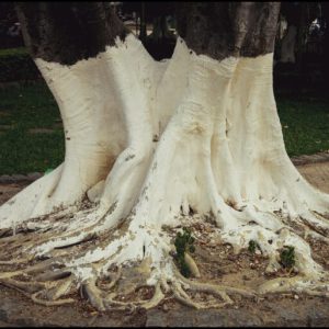 The Surprising Reason Trees Are Painted White