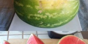 How to Pick the Perfect Watermelon: Simple Tips for Sweet Success