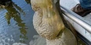 Mysterious ‘Alien Egg Pod’ Discovered in Oklahoma Lake — Officials Urge Calm