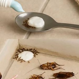Say Goodbye to Flies Forever with This Simple Trick