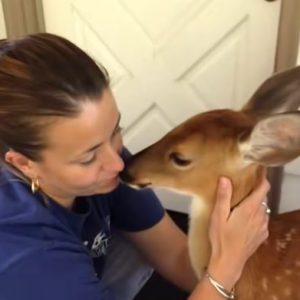 The Deer at Our Door—and the Secret on Its Leg