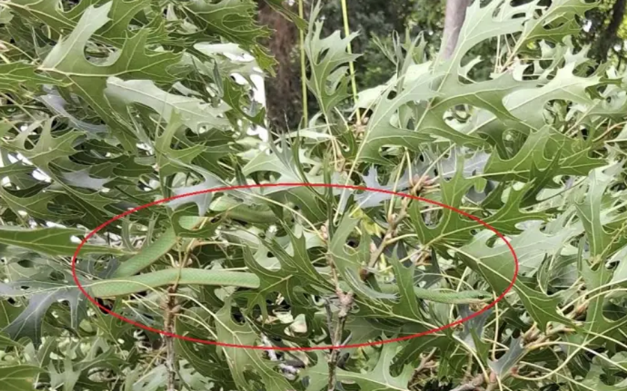 Can You Find the Camouflaged Snake? Only Sharp-Eyed Viewers Will Succeed