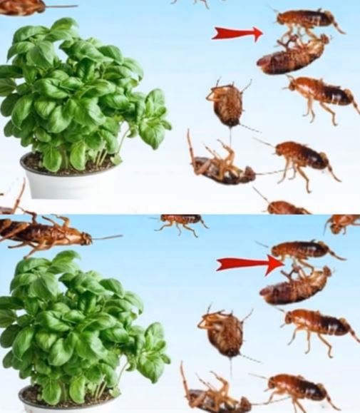 Easy Natural Repellent Idea for Indoor and Outdoor Spaces