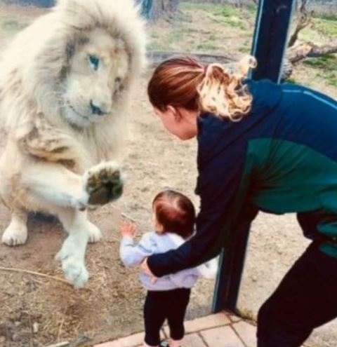 My Sister Took Her Daughter To The Zoo But The Lion Only Reacted To Her