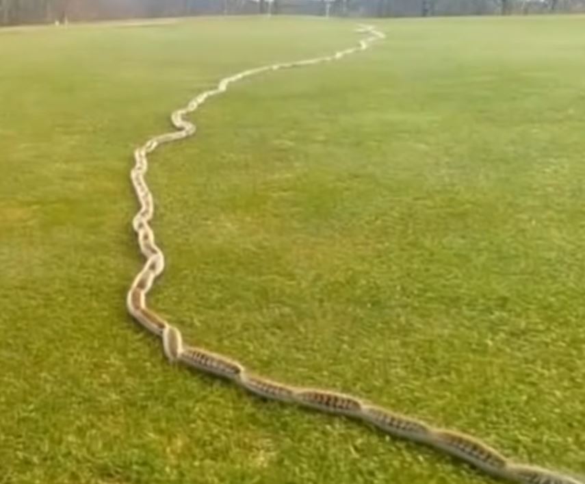 The Rope That Wasn’t: My Close Call in the Grass