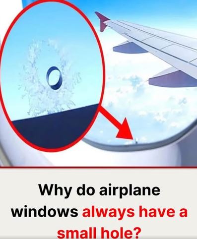 Why Do Airplane Windows Have Tiny Holes
