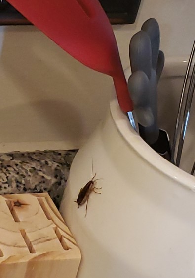 What Every Parent Should Know About Pantry Pests