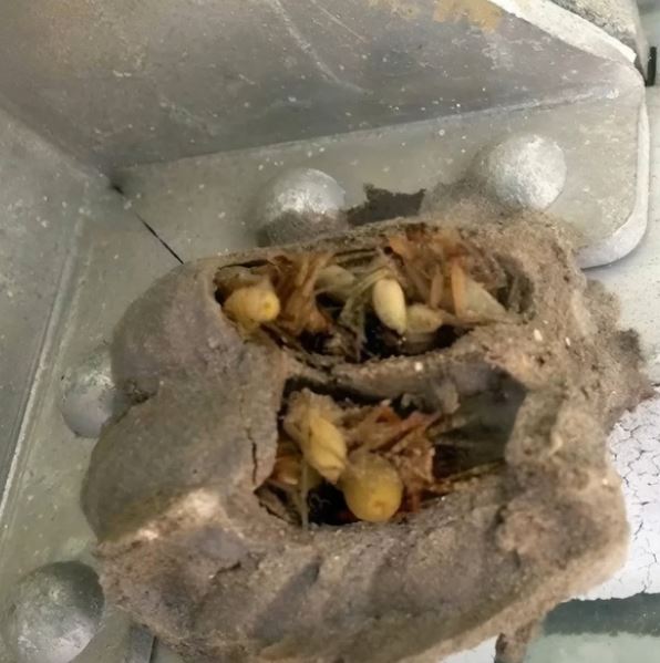 What I Found in the Corner of My Garage Left Me Speechless