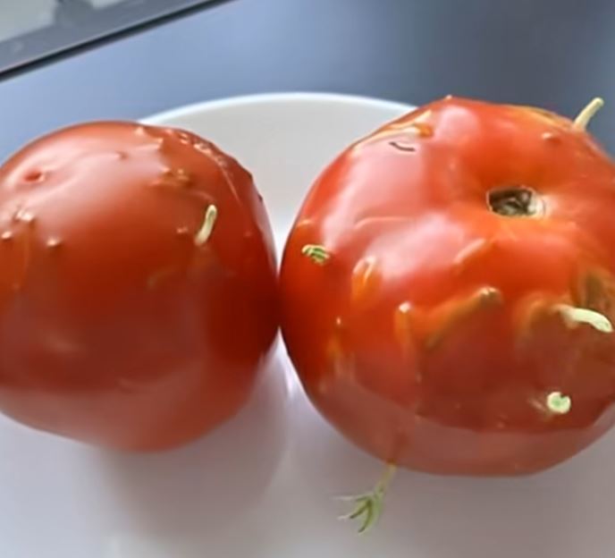 A Surprising Discovery in the Kitchen: The Tale of Imperfect Tomatoes