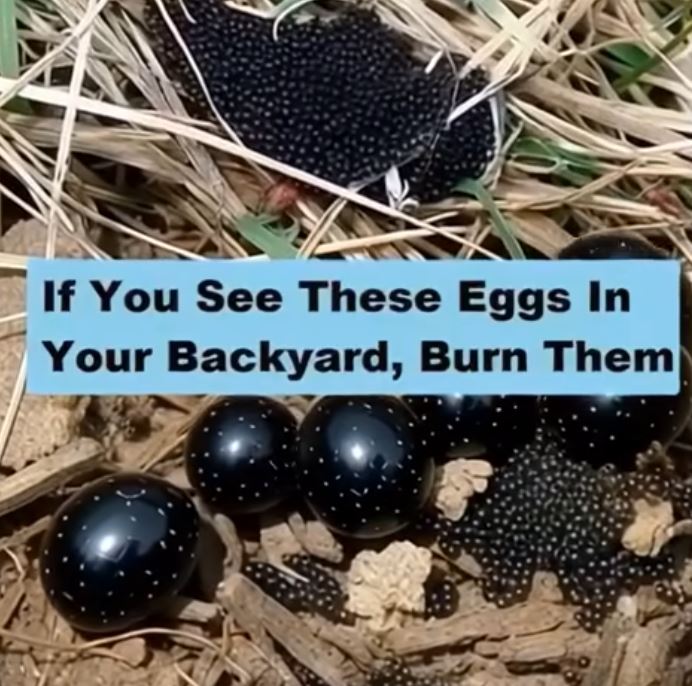 What to Do If You Discover These Eggs in Your Backyard