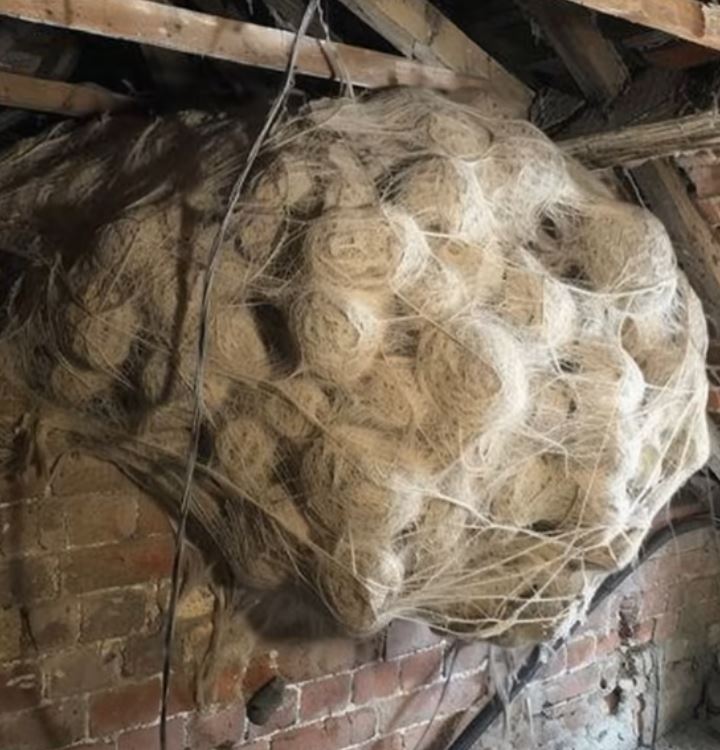 Man Finds Strange Nest in Attic – Turns Pale When He Sees What’s Inside