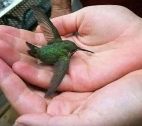 What’s the Hidden Meaning Behind a Hummingbird Visiting Your Home