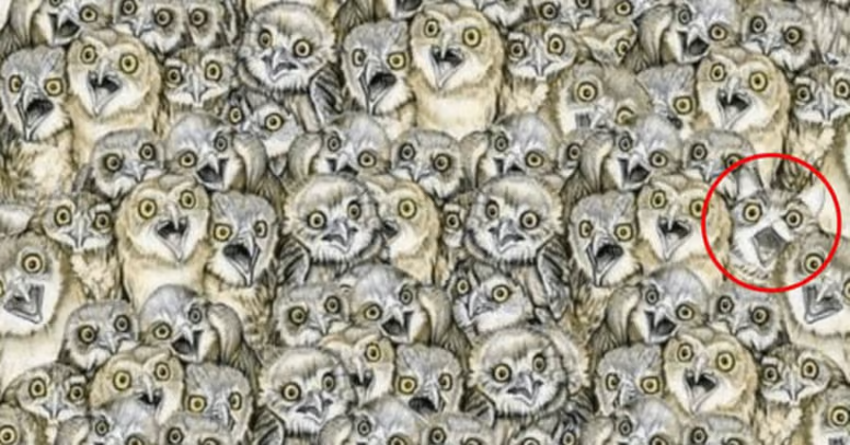 Can You Spot the Cat Hiding Among the Owls
