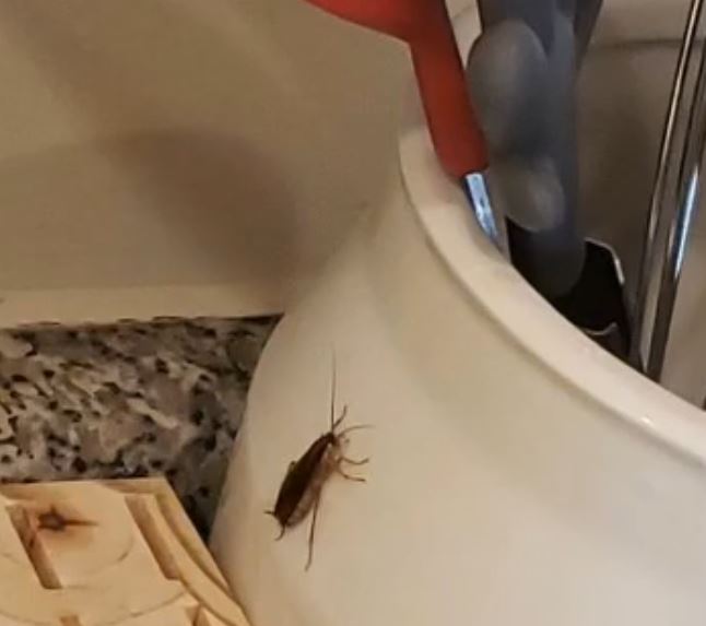 Simple Home Hack to Naturally Keep Pests Away