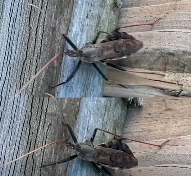 Kissing Bugs Explained: How to Stay Safe and Prevent Chagas Disease