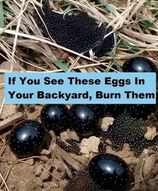 What You Should Do If You Ever Find These Eggs in Your Backyard