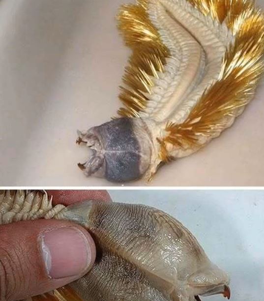 Shimmering Antarctic Sea Worm: A Marvel of the Deep