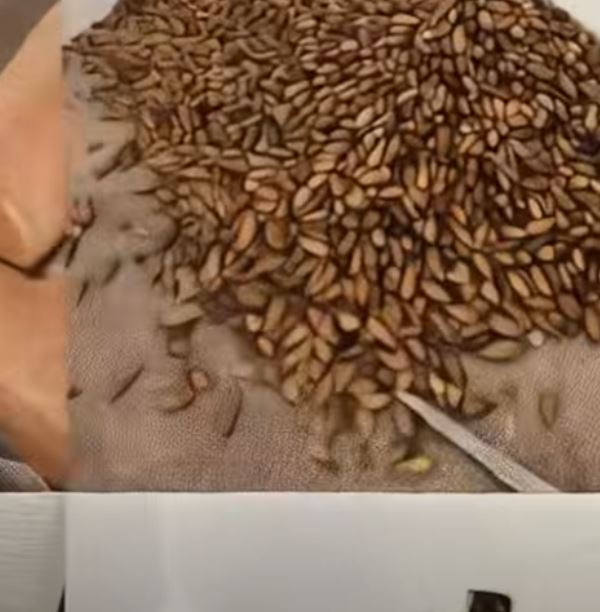 He Noticed a Strange Smell in His House — What He Found Hidden in the Wall Left Him Speechless