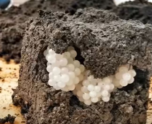 Mysterious White Spheres in My Garden Led to an Unexpected Discovery