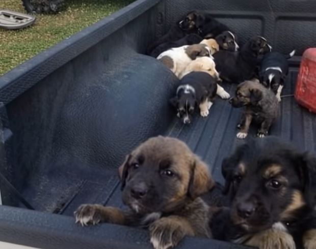 I Stopped for Gas… and Found Hope in a Truck Bed