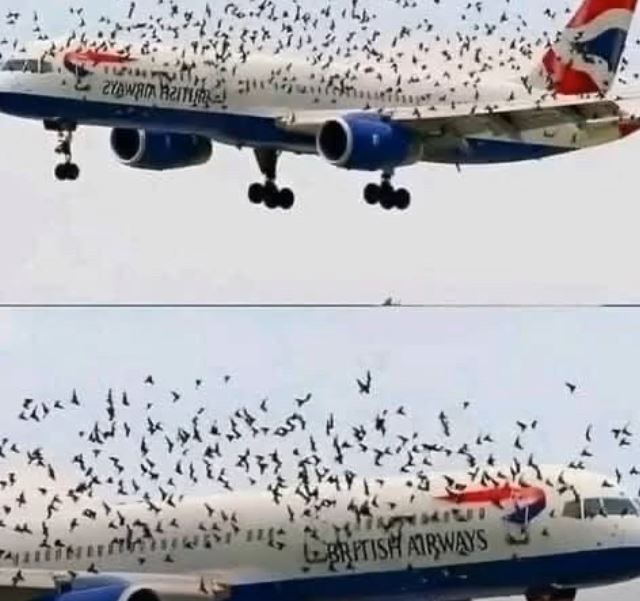 What People Believed About a Pilot’s Emotional Reaction in Midair