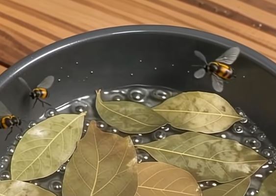 Natural Home Care Tips: Gentle Solutions for a Pest-Free Space