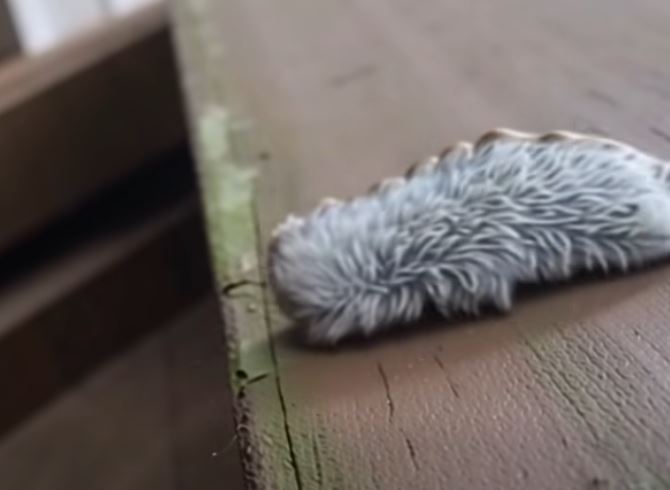 A Strange Furry Creature on a Park Bench Leaves Families Both Fascinated and Cautious