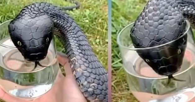 When a Snake Approached Me by the Lake, I Thought It Was Dangerous — But What Happened Next Left Me Speechless