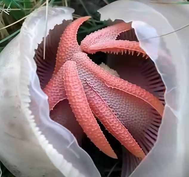 In My Yard, I Found a Slimy Red Creature With a Horrible Smell — What It Turned Out to Be Shocked Me