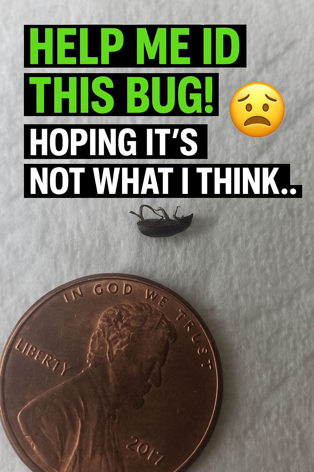 Is This a Bed Bug? Found on a Used Bedframe — Really Hoping It’s Harmless