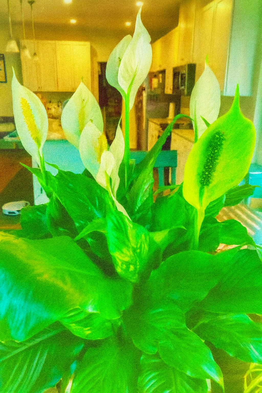 How to Make Your Peace Lily Produce More Beautiful Blooms