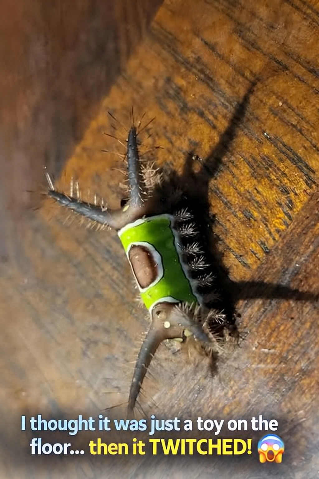 At first I thought it was just a leaf… until it came to life!