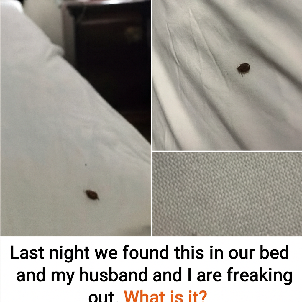 If You Find Ticks Inside Your Home, Here’s What You Need to Know