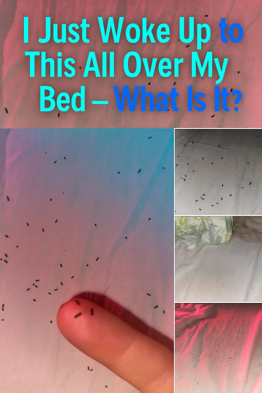“I Just Woke Up to This All Over My Bed — What Is It?”