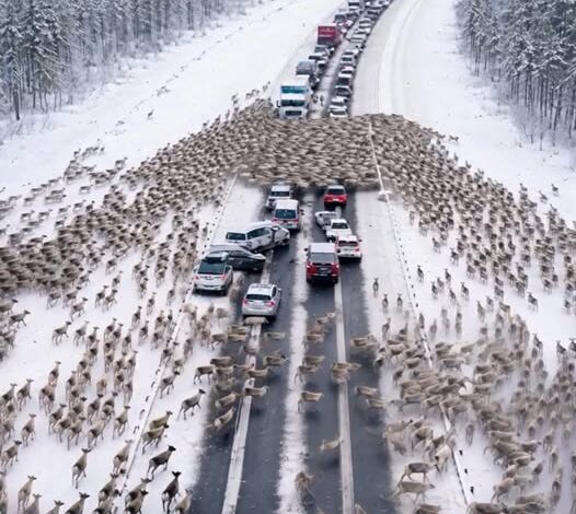 Drivers Were Stunned When Thousands of Deer Suddenly Blocked the Highway on Christmas