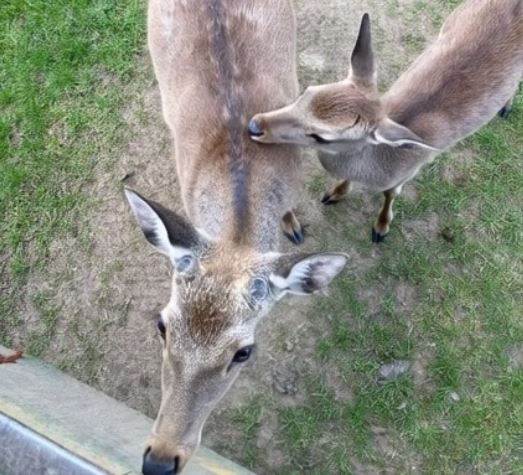 What the Little Deer Was Carrying Stopped Me Cold